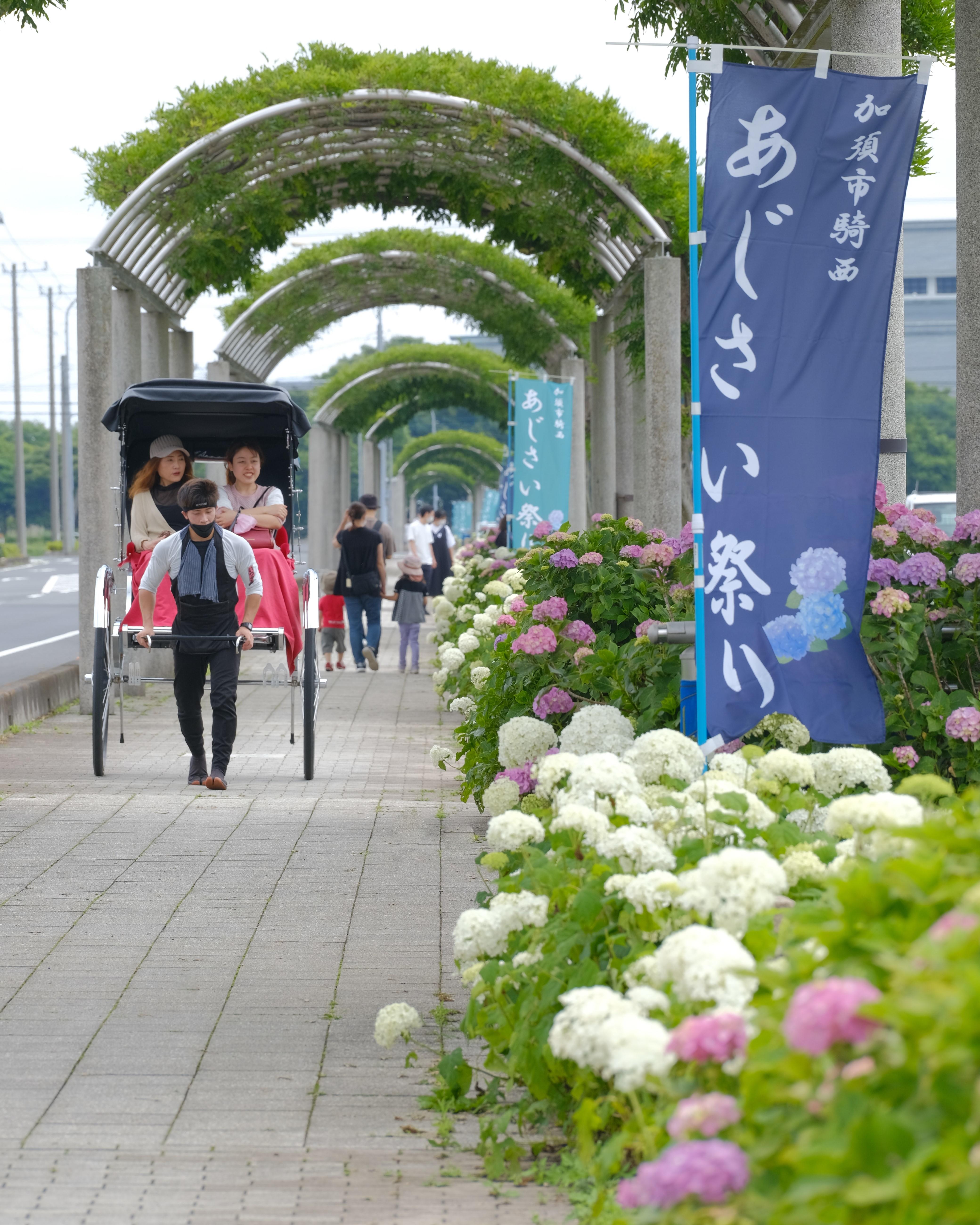 「騎西あじさい祭り」